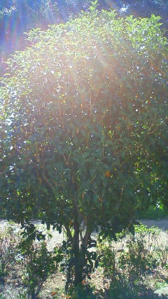 200909241237000