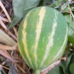 200909281130000.jpg